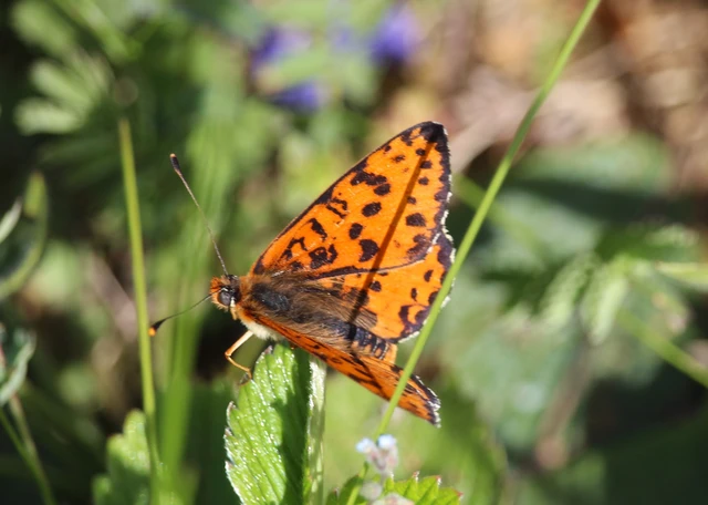 Melitaea didyma - tüzes tarkalepke