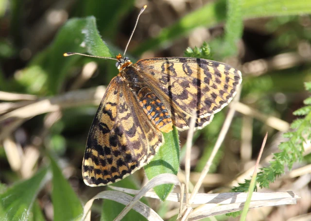 Melitaea didyma - tüzes tarkalepke