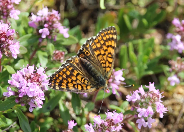 Melitaea cinxia - réti tarkalepke