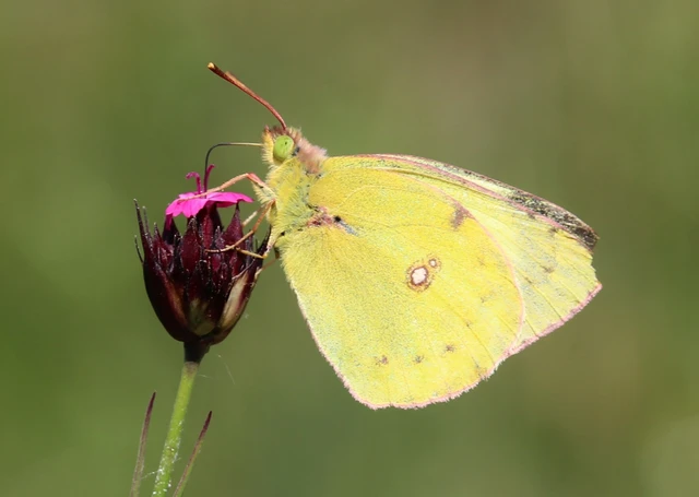 Colias alfacariensis - déli kéneslepke