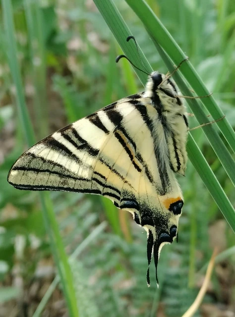 Iphiclides podalirius - kardoslepke