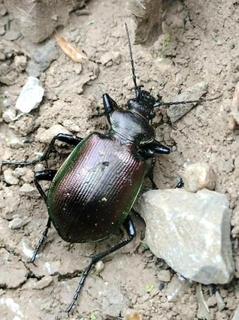 Calosoma inquisitor - kis bábrabló