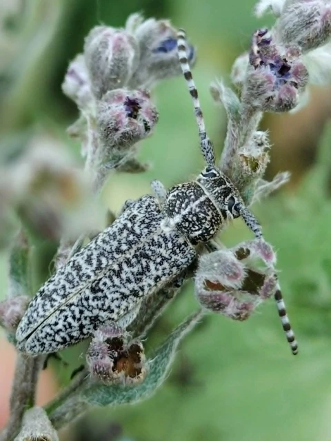 Pilemia tigrina - atracélcincér