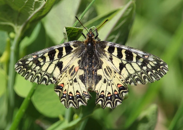 Zerynthia polyxena - farkasalmalepke