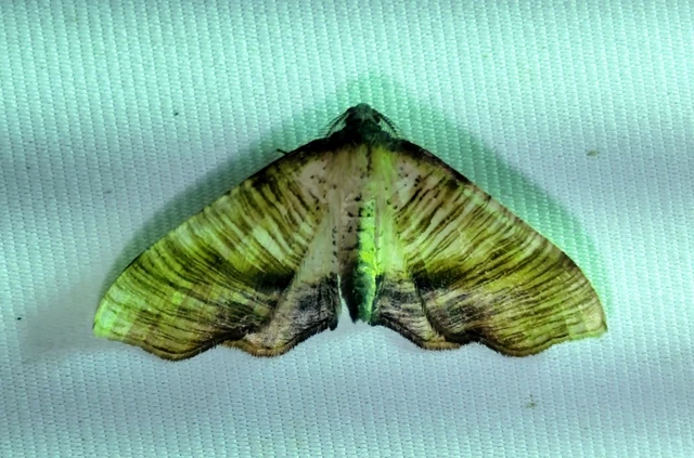 Plagodis dolabraria - baltaszárnyú araszoló