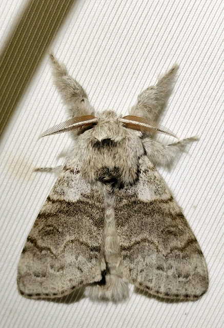 Calliteara pudibunda - hamvasszövő