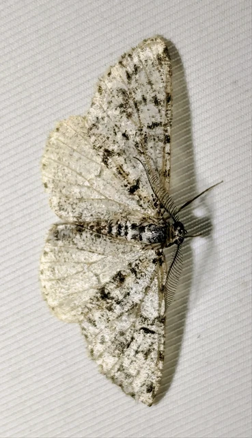 Fagivorina arenaria - bükkfaaraszoló