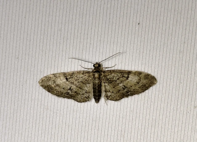 Eupithecia dodoneata - tölgy-törpearaszoló