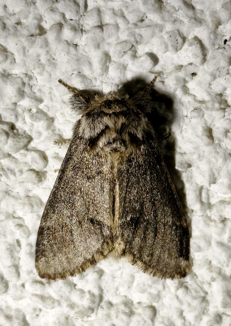 Drymonia dodonea - bélyeges púposszövő