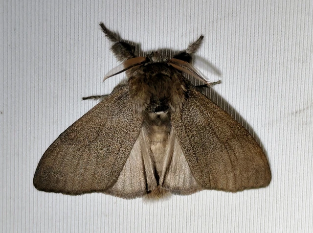 Calliteara pudibunda - hamvasszövő