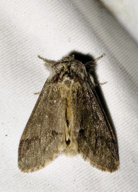 Drymonia dodonea - bélyeges púposszövő