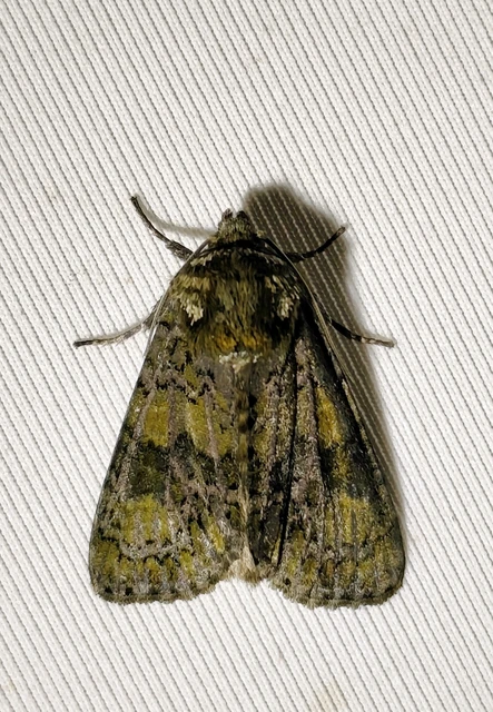 Craniophora ligustri - fagyalbagoly