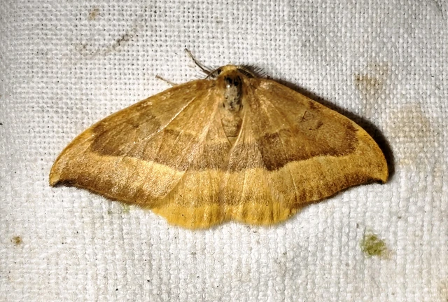 Watsonalla cultraria - bükkfa-sarlósszövő