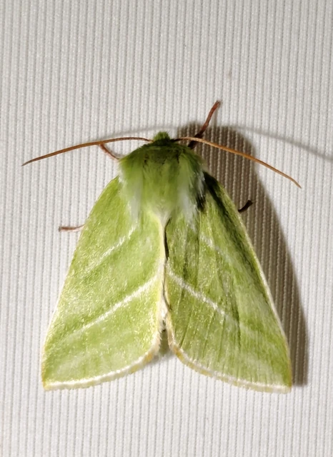 Pseudoips prasinana - bükkfa-zöldbagoly