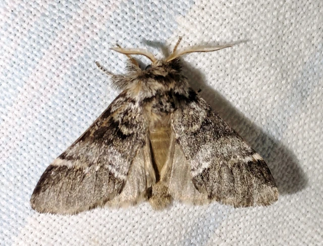 Drymonia dodonea - bélyeges púposszövő
