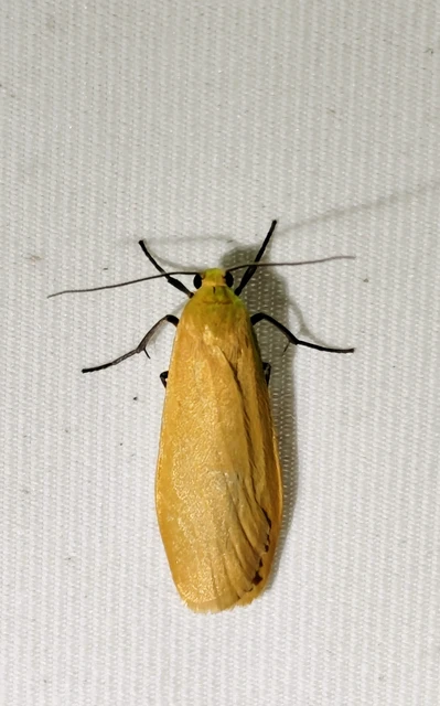 Eilema sororcula - sárga zuzmószövő