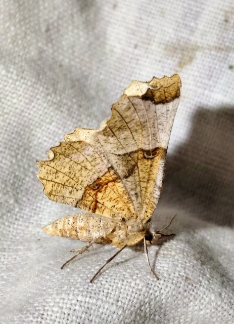 Selenia lunularia - egyfoltos holdasaraszoló
