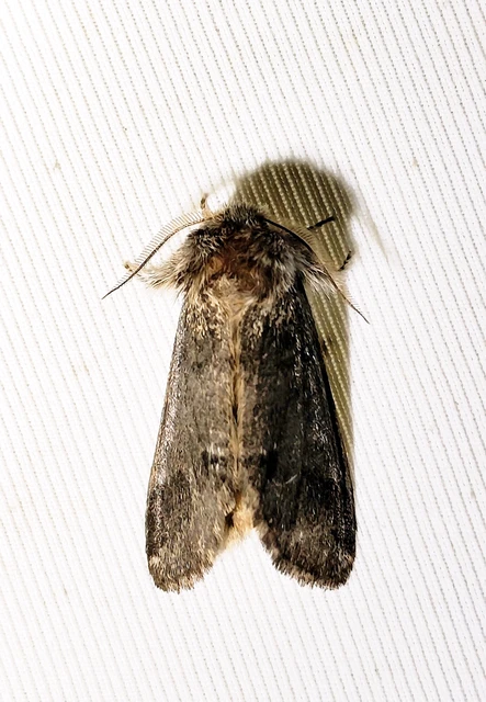 Drymonia dodonea - bélyeges púposszövő