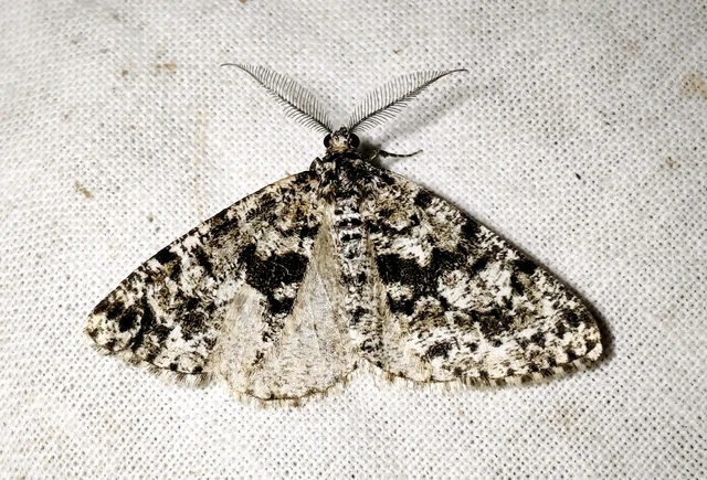 Fagivorina arenaria - bükkfaaraszoló