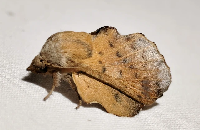 Phyllodesma tremulifolia - nyárlevélpohók