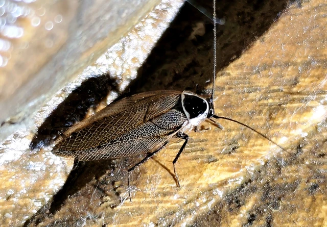 Ectobius Ectobius