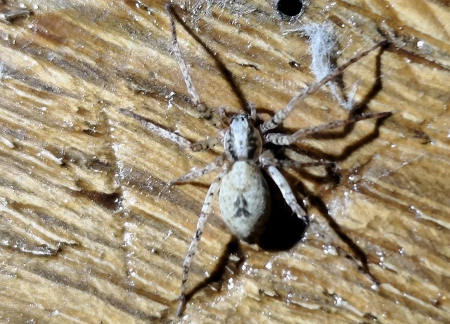 Anyphaena accentuata - jegyespók