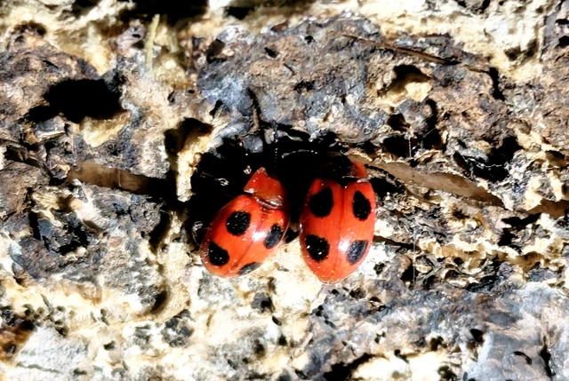 Endomychus coccineus - négypettyes álböde