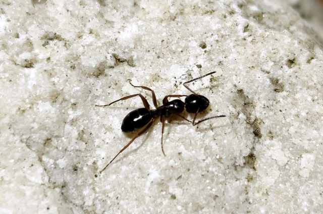 Camponotus fallax - ligeti lóhangya