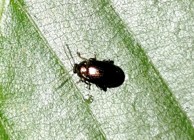 Crepidodera