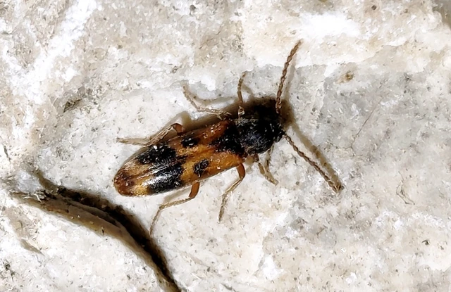 Hypulus quercinus - tölgy-komorka Hypulus quercinus - tölgy-komorka