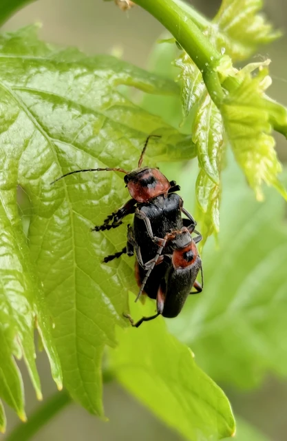 Cantharis rustica - suszterbogár
