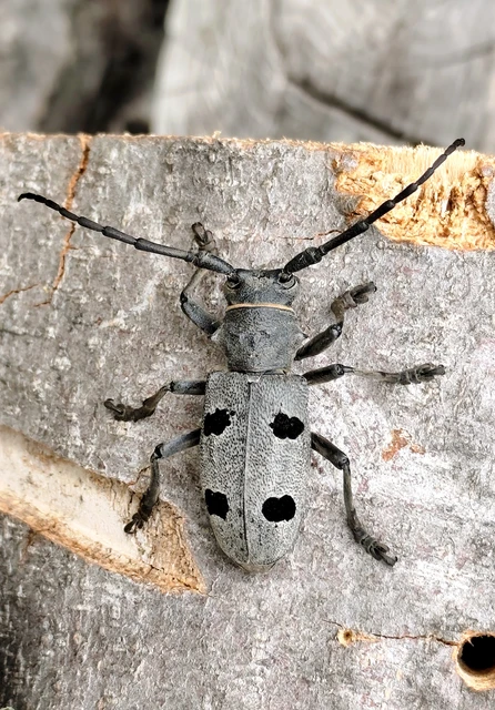 Morimus asper funereus - gyászcincér