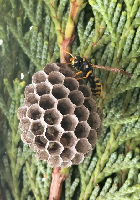 Polistes - papírdarazsak