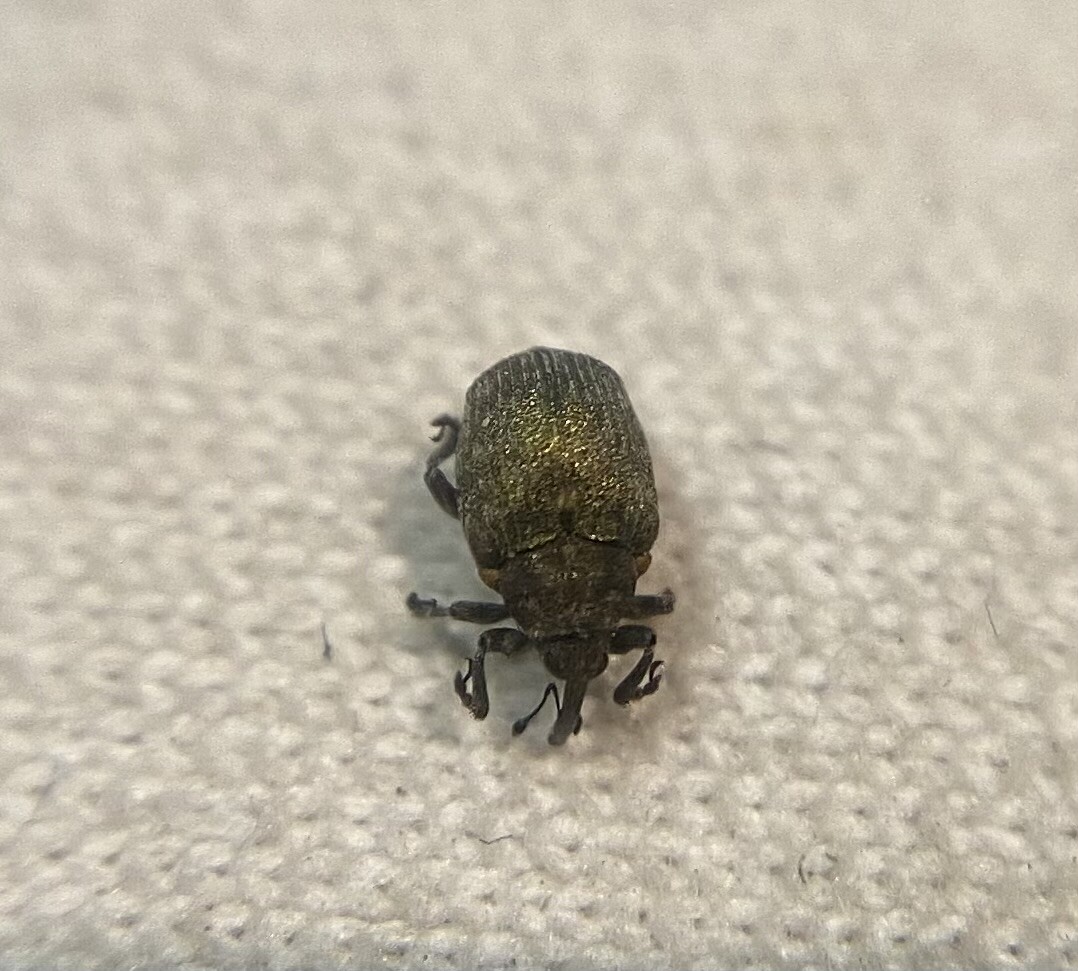 Ceutorhynchus aeneicollis - aranyoszöld ceutormányos