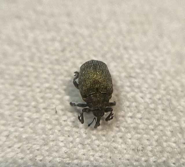 Ceutorhynchus aeneicollis - aranyoszöld ceutormányos