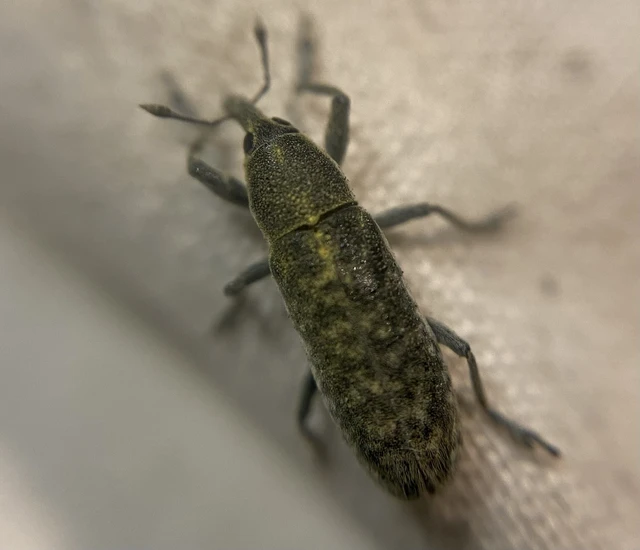 Lixus rubicundus - laboda-dudvabarkó