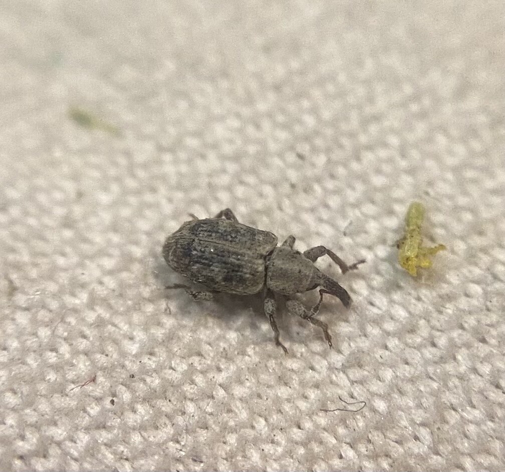 Pseudostyphlus pillumus - kamilla-sertésormányos
