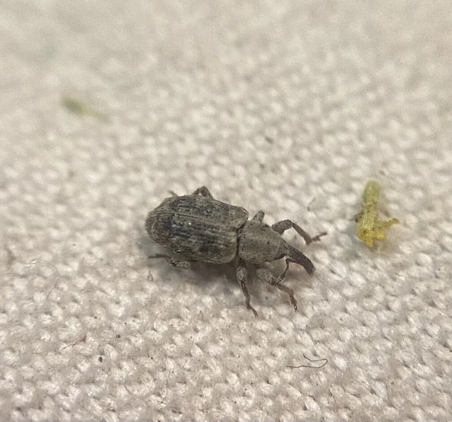 Pseudostyphlus pillumus - kamilla-sertésormányos