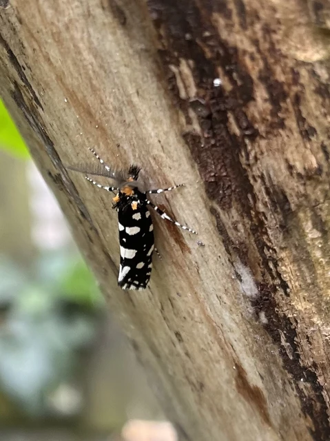 Euplocamus anthracinalis - fésűscsápú korhadékmoly