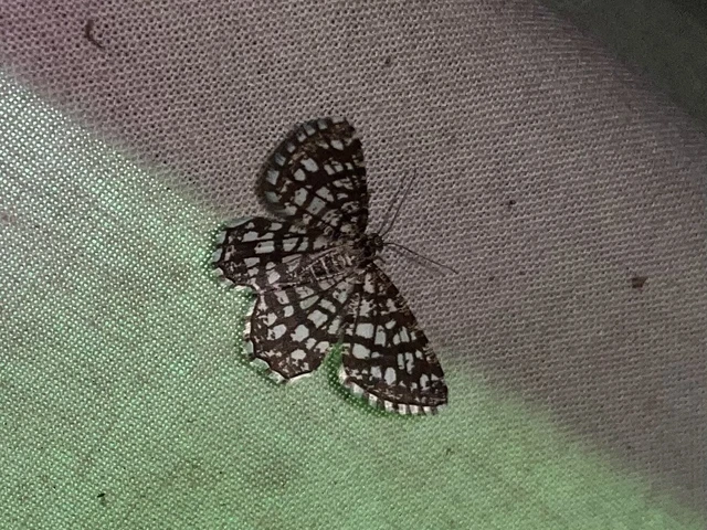 Chiasmia clathrata - rácsos rétiaraszoló
