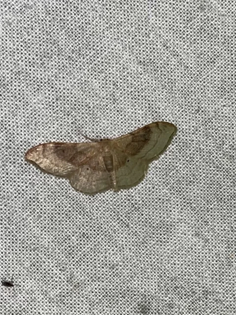Idaea degeneraria - barnasávos araszoló