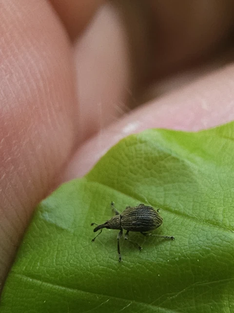 Trichopterapion holosericeum - gyertyánmag-cickányormányos Trichopterapion holosericeum - gyertyánmag-cickányormányos
