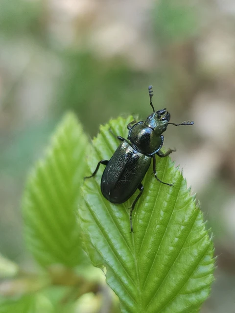 Platycerus caraboides - kis fémesszarvasbogár