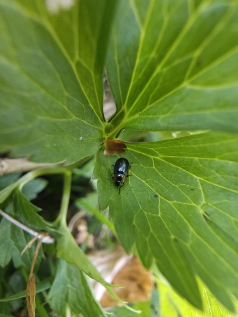 Prasocuris marginella - szegélyes boglárkalevelész