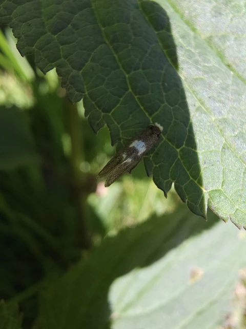 Incurvaria