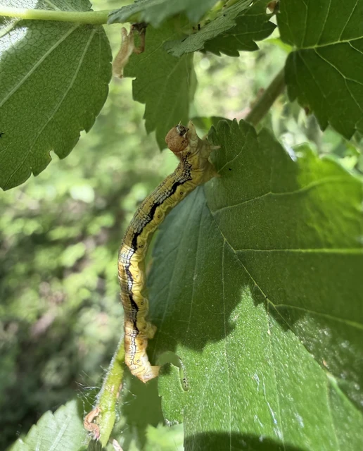 Erannis defoliaria - nagy téliaraszoló