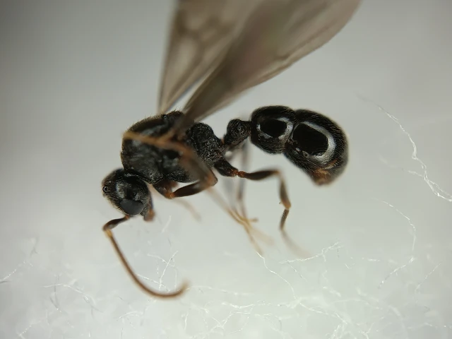 Proceratium melinum - gömböchangya