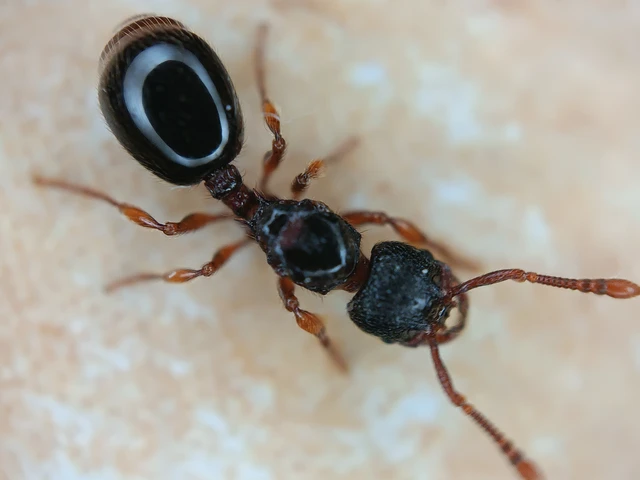 Myrmecina graminicola - ráncoshangya