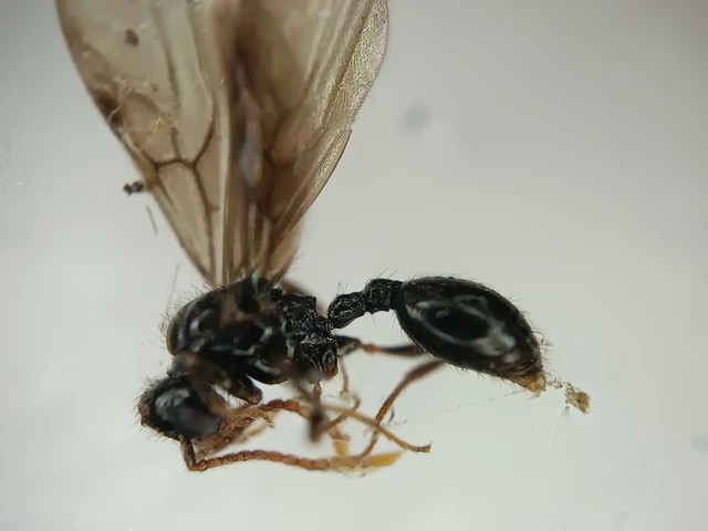 Myrmecina graminicola - ráncoshangya
