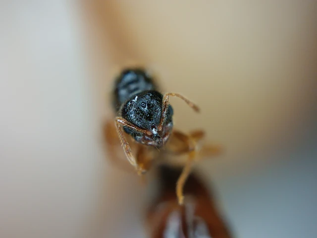 Solenopsis fugax - tolvajhangya
